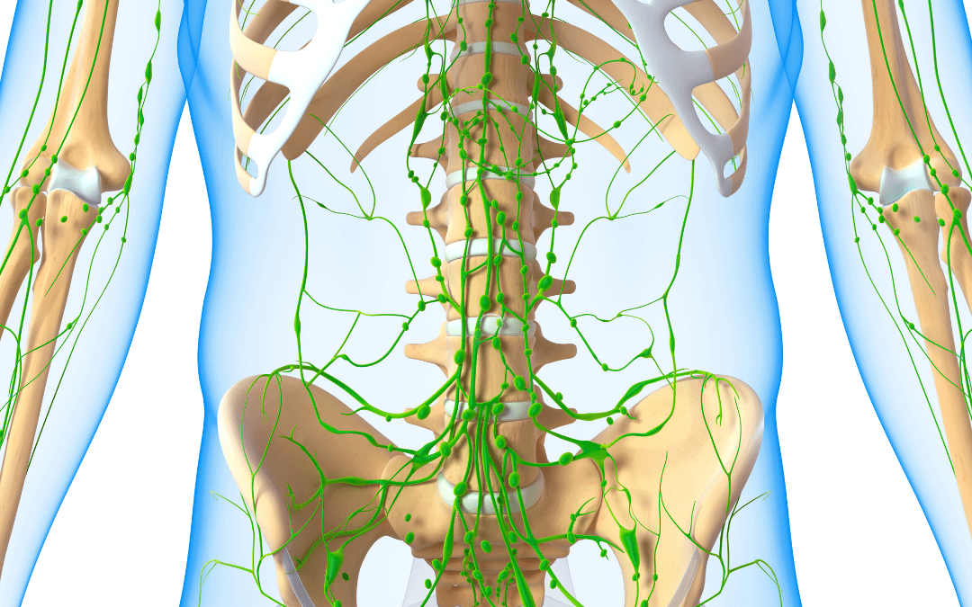 What is the Lymphatic system?