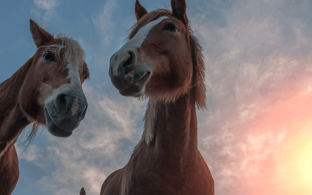 4 Ways That Horse Therapy Can Help Multiple Sclerosis